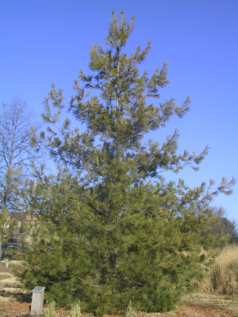 photo of eastern white pine in the summer. 