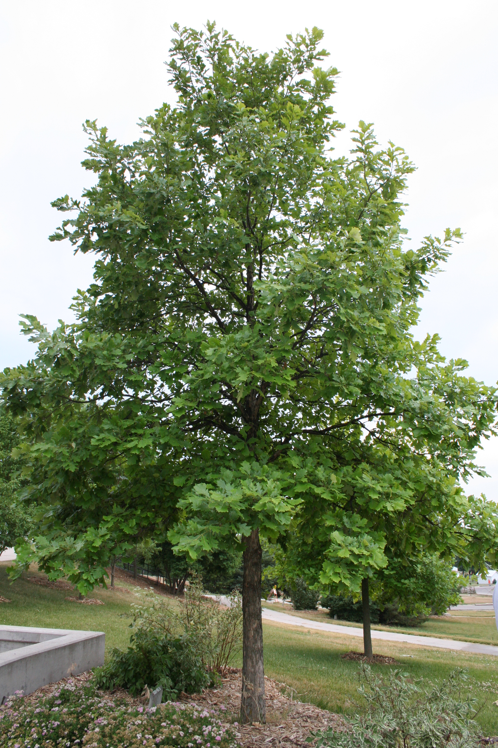 Plant an Oak Tree in Backyard, Pros And Cons 