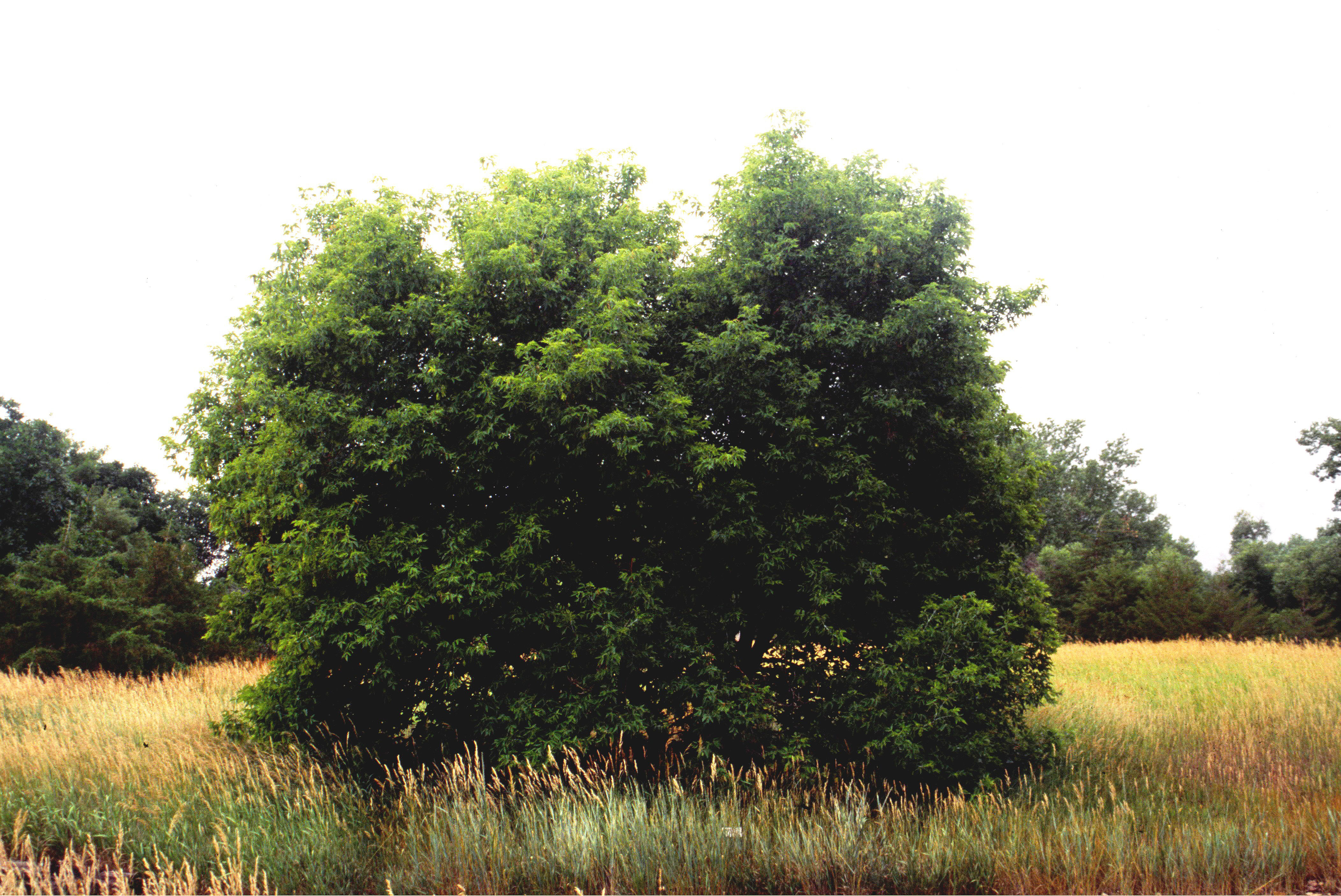 Boxelder Maple tree in the summer. 