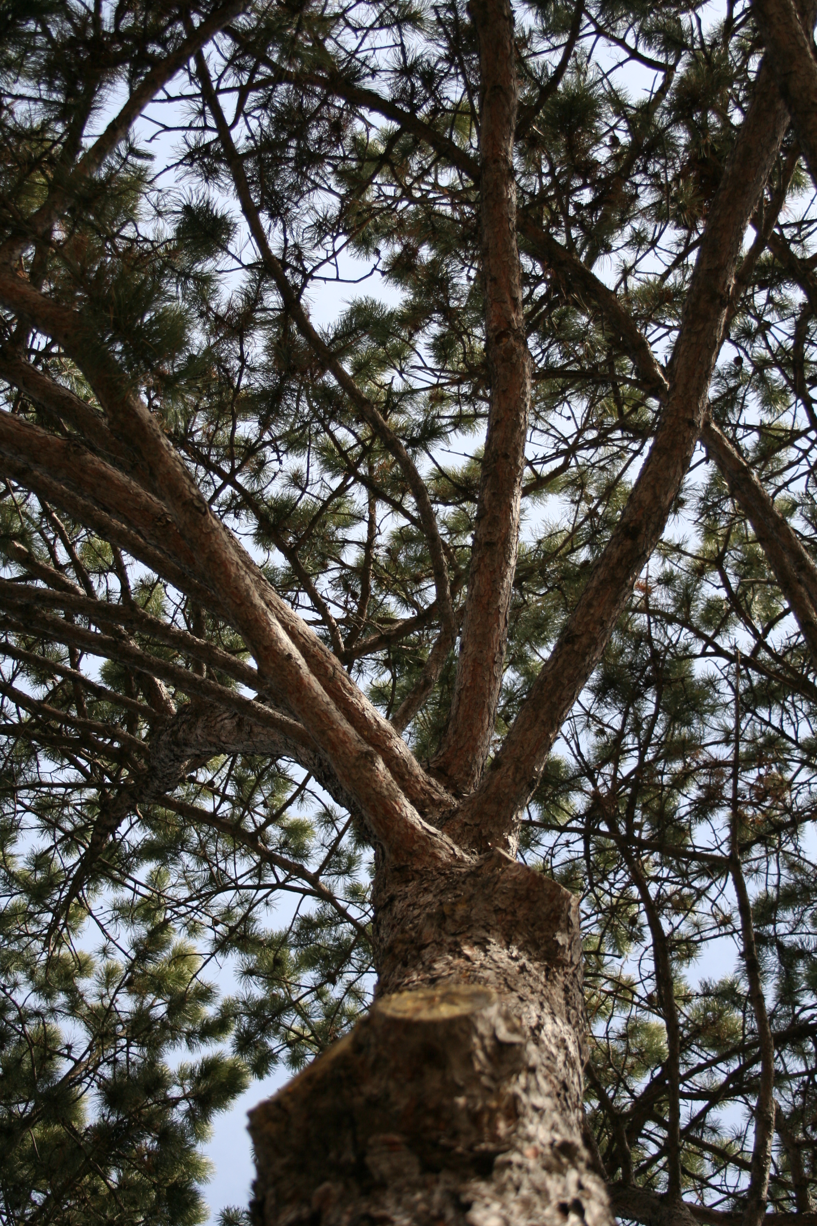 Looking up into tree's canopy. 