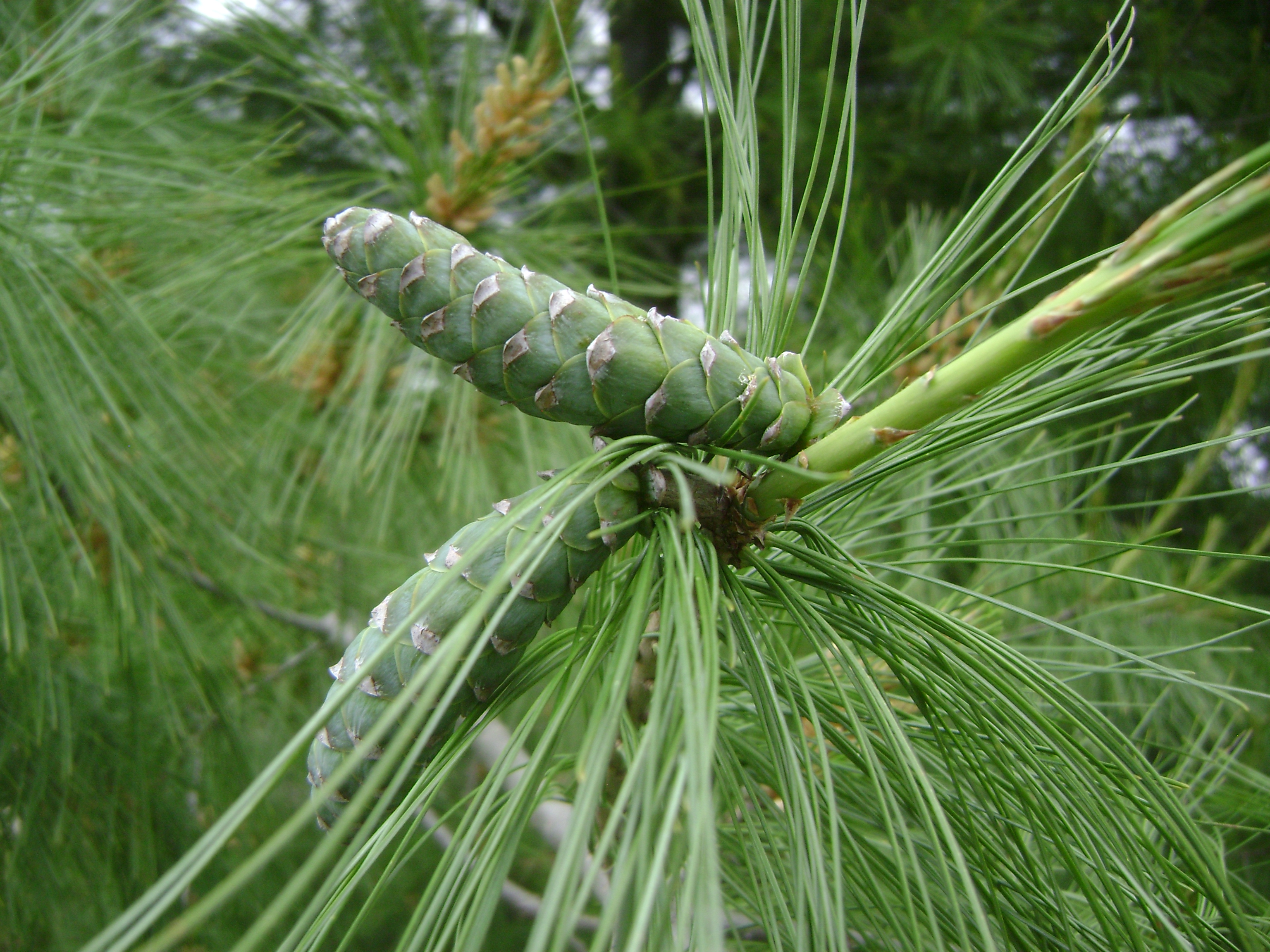 Eastern White pine tree's pine cone. 