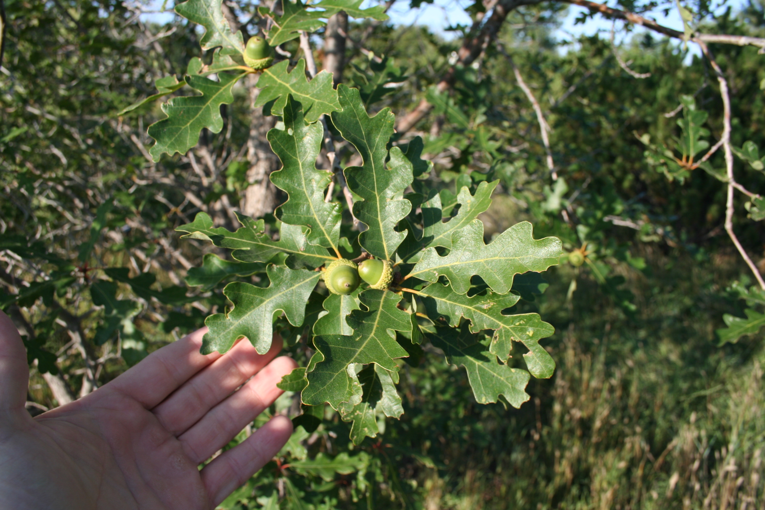 Gambel oak seeds