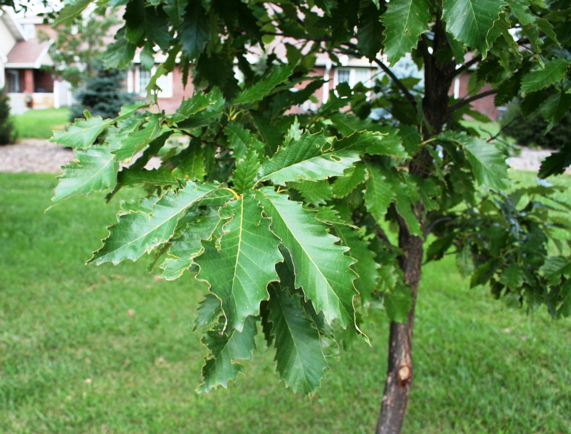 chinkapin oak leaves