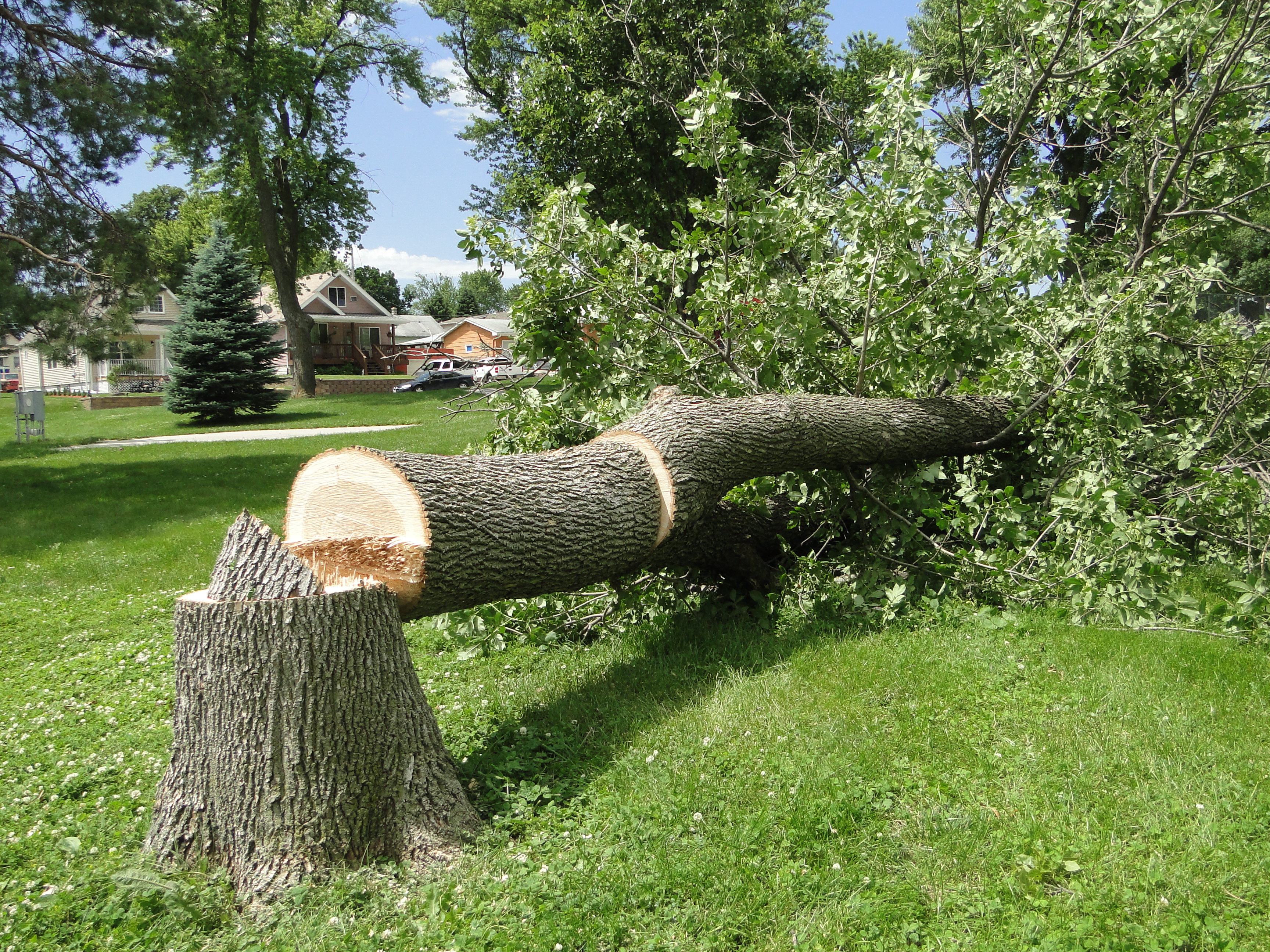 This is the first known tree in Nebraska to become infested with the emerald ash borer. 