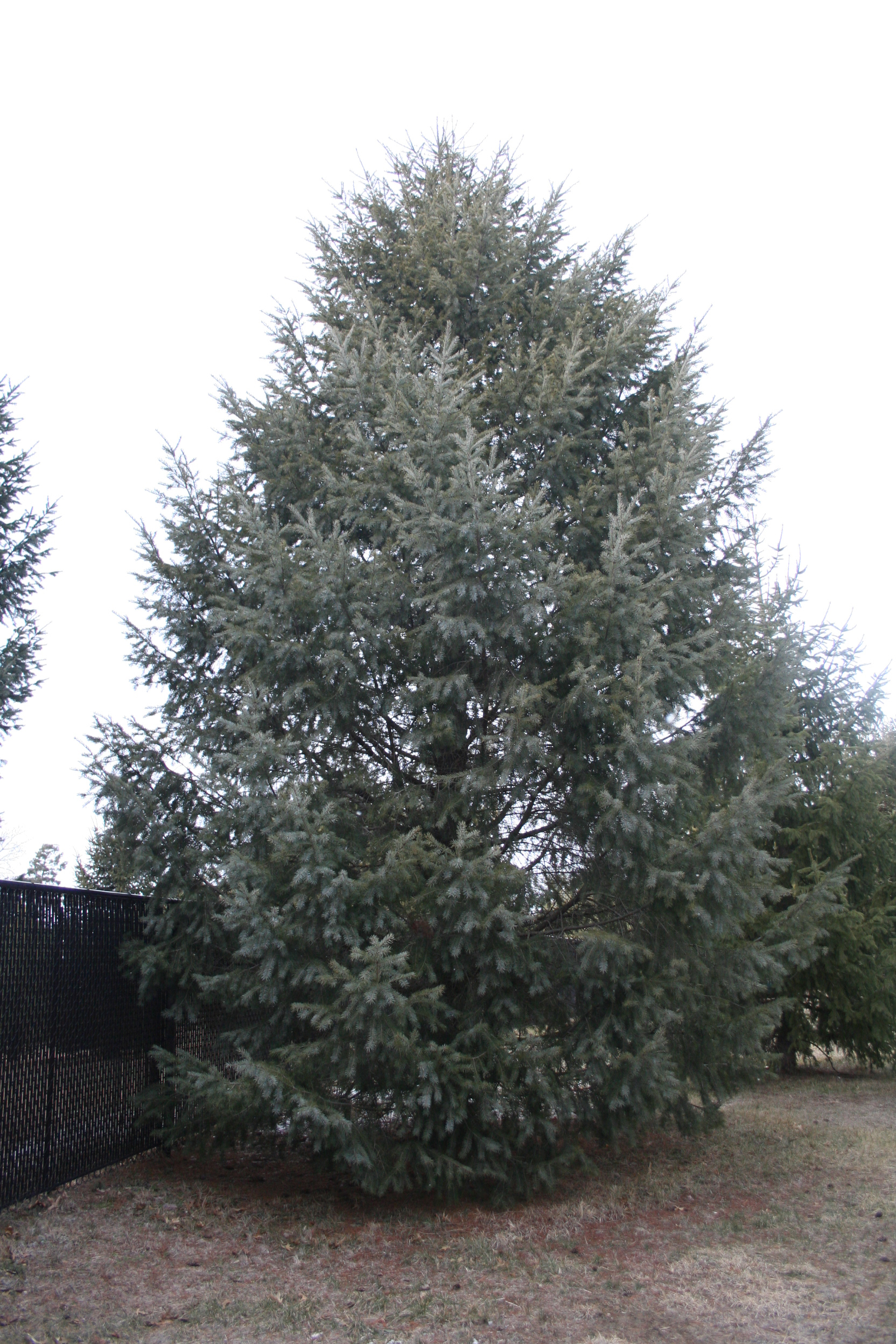 Photograph of a douglas fir tree. 