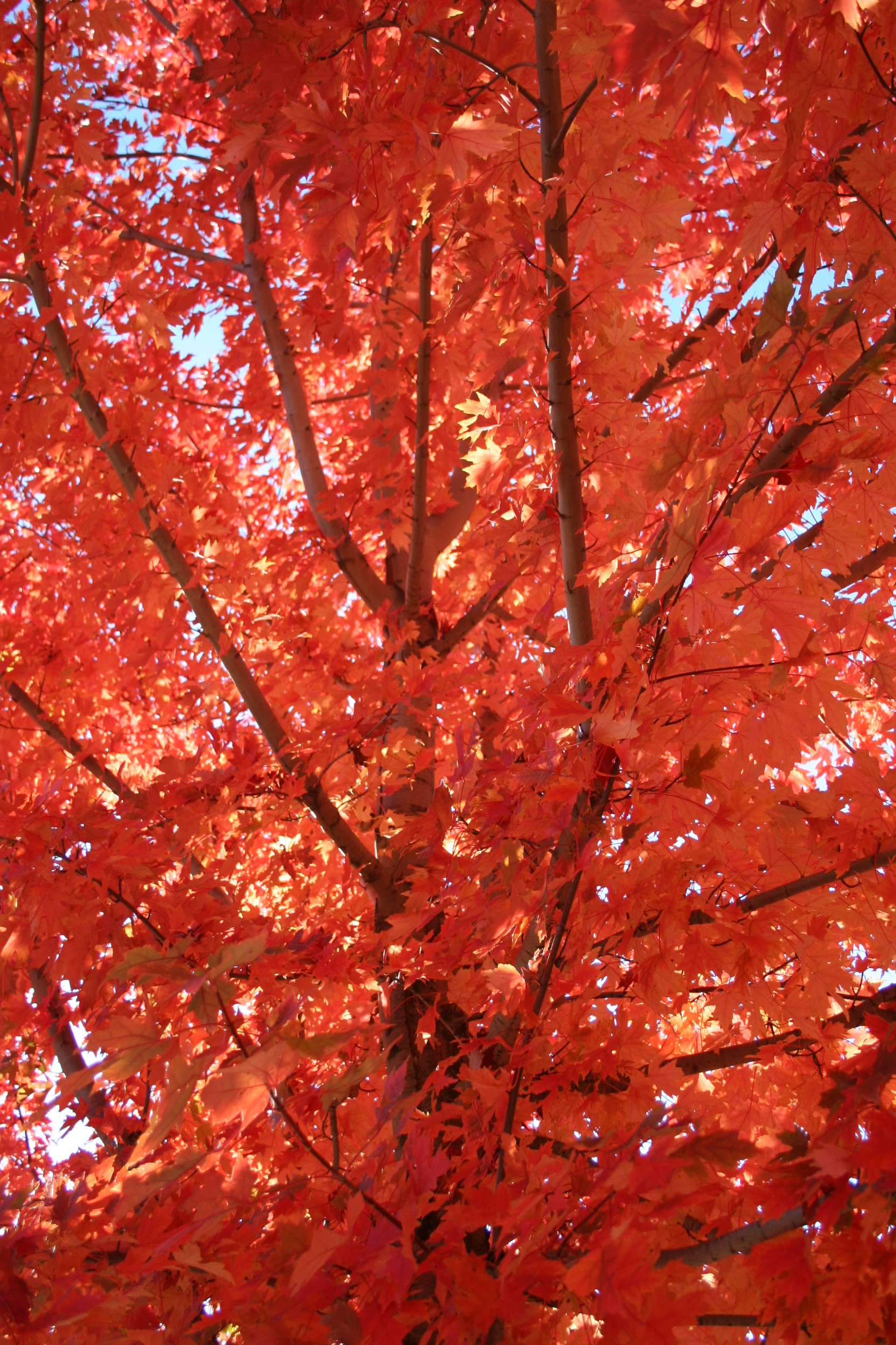 Red Maple 