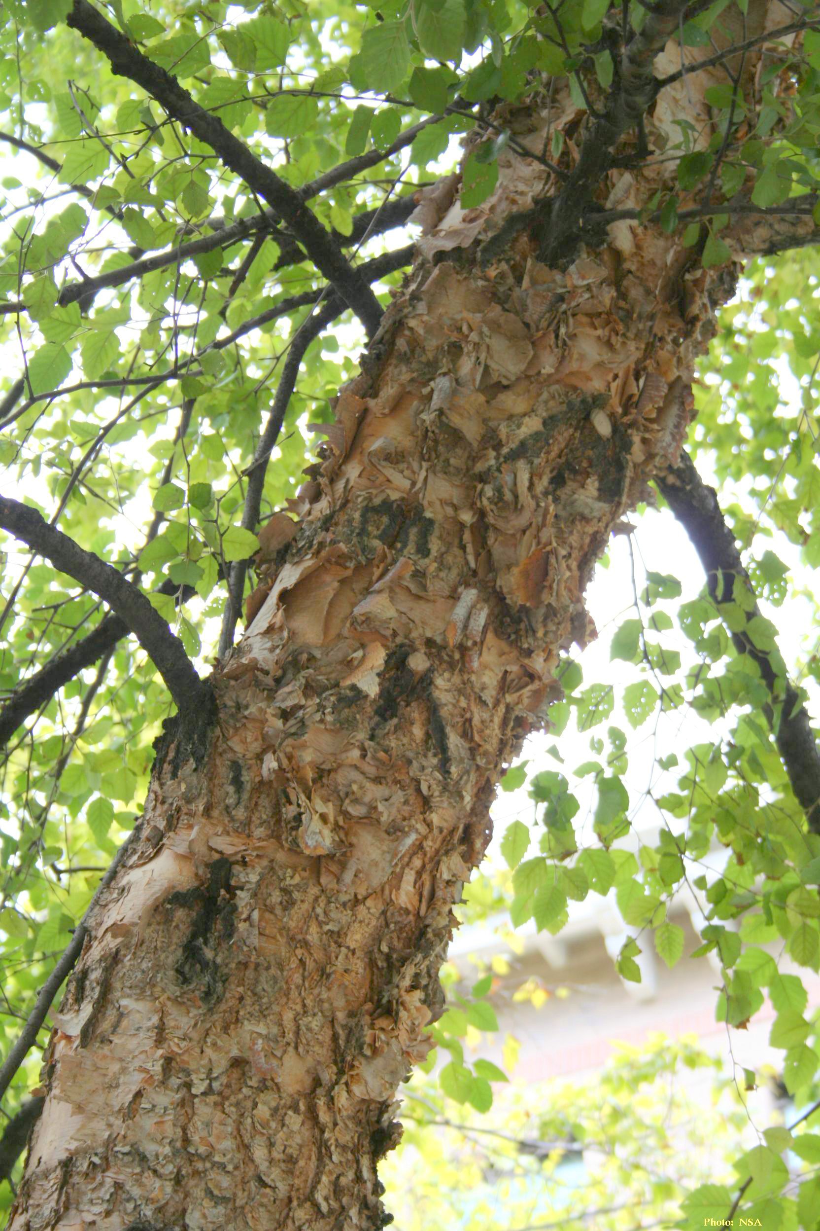 closeup of bark