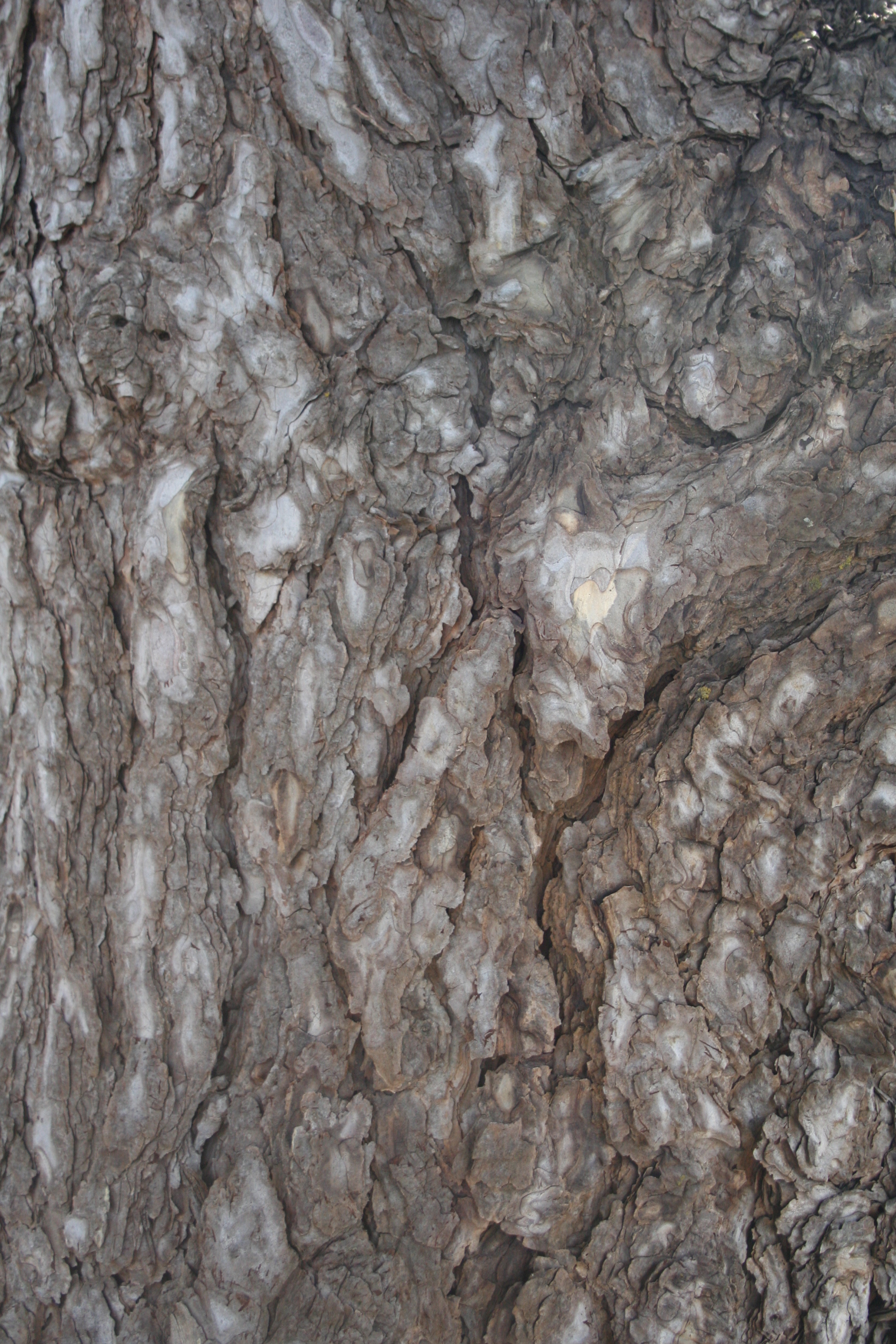 Close up of bark 