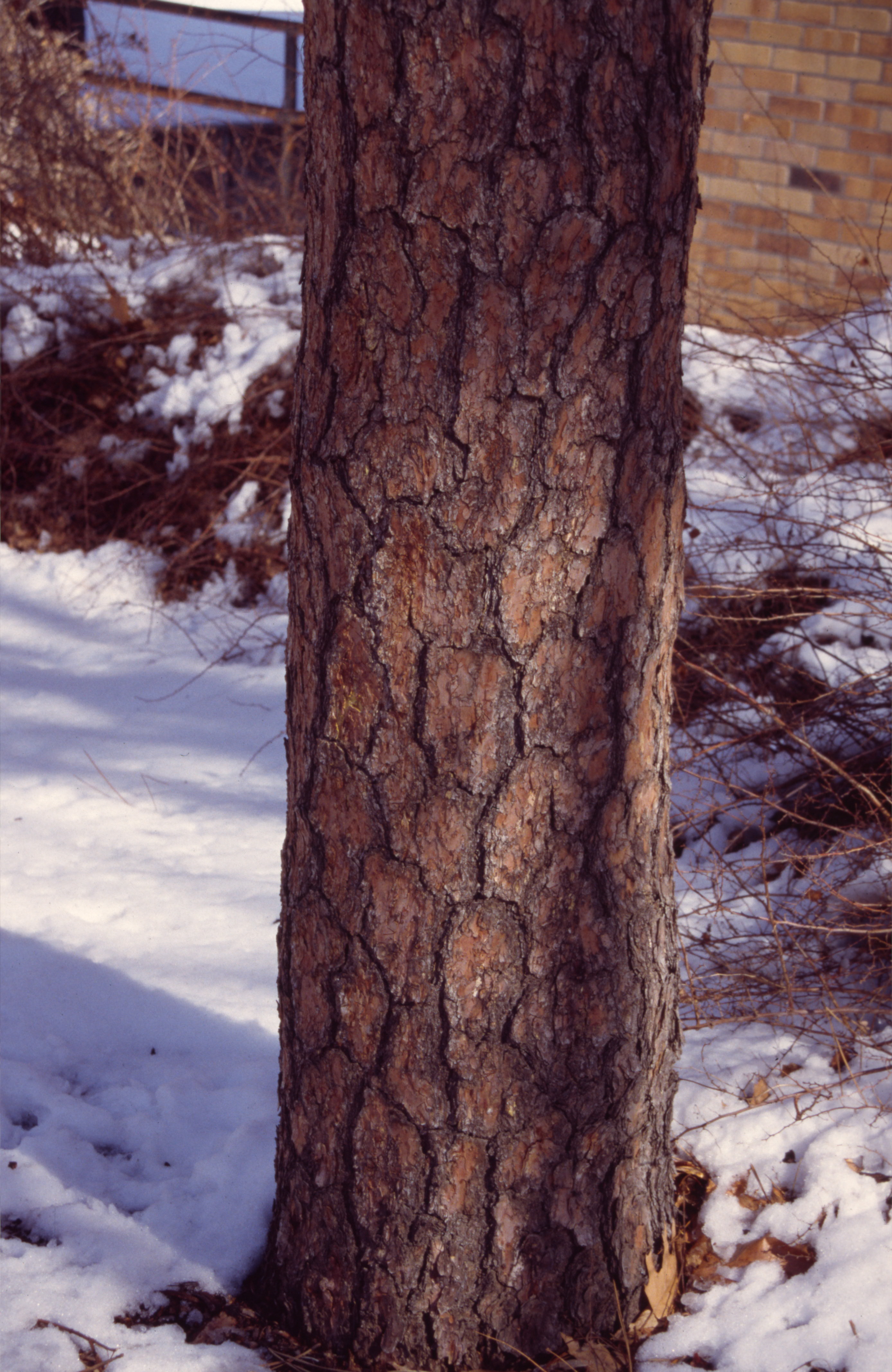 Closeup of bark 