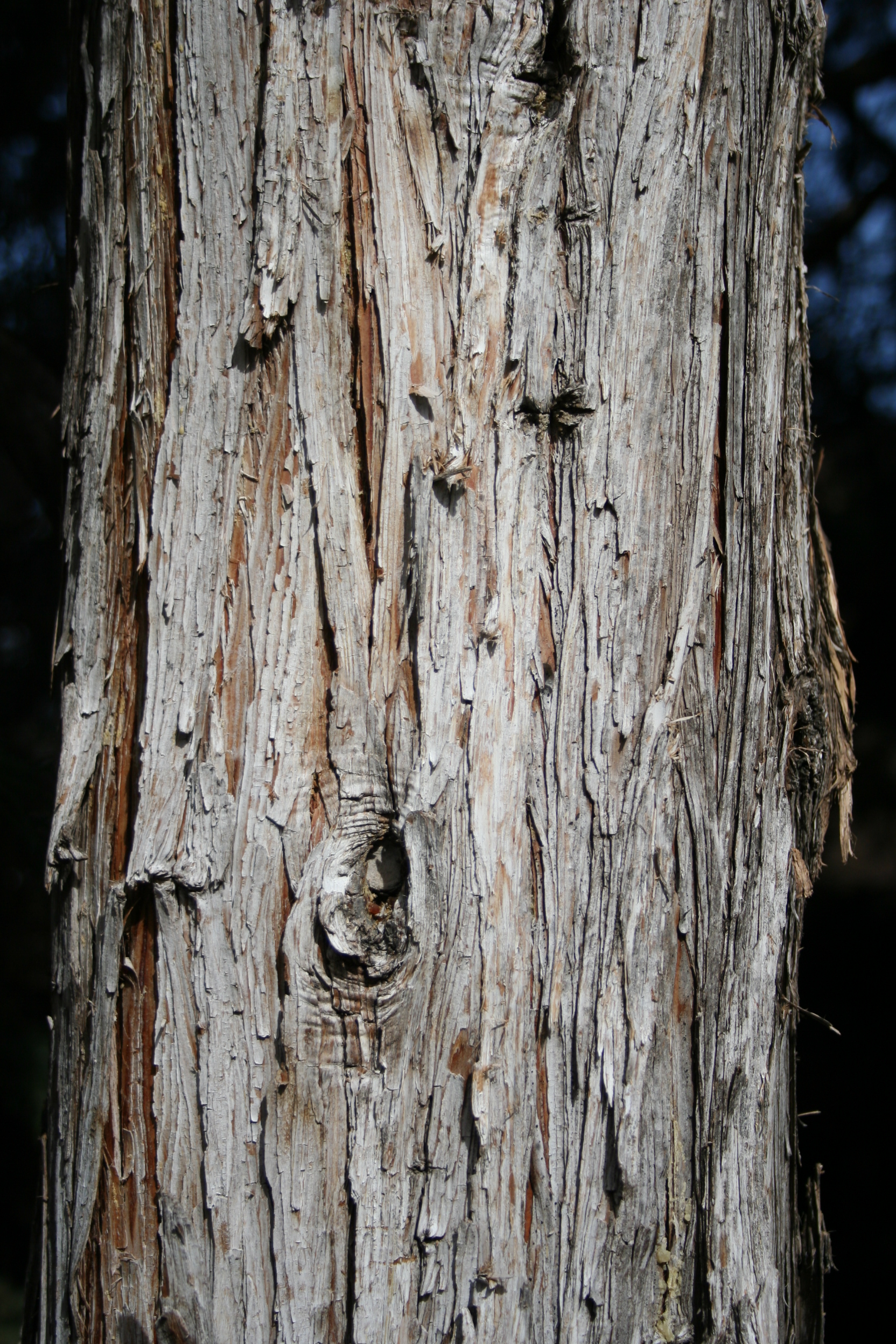 closeup of bark