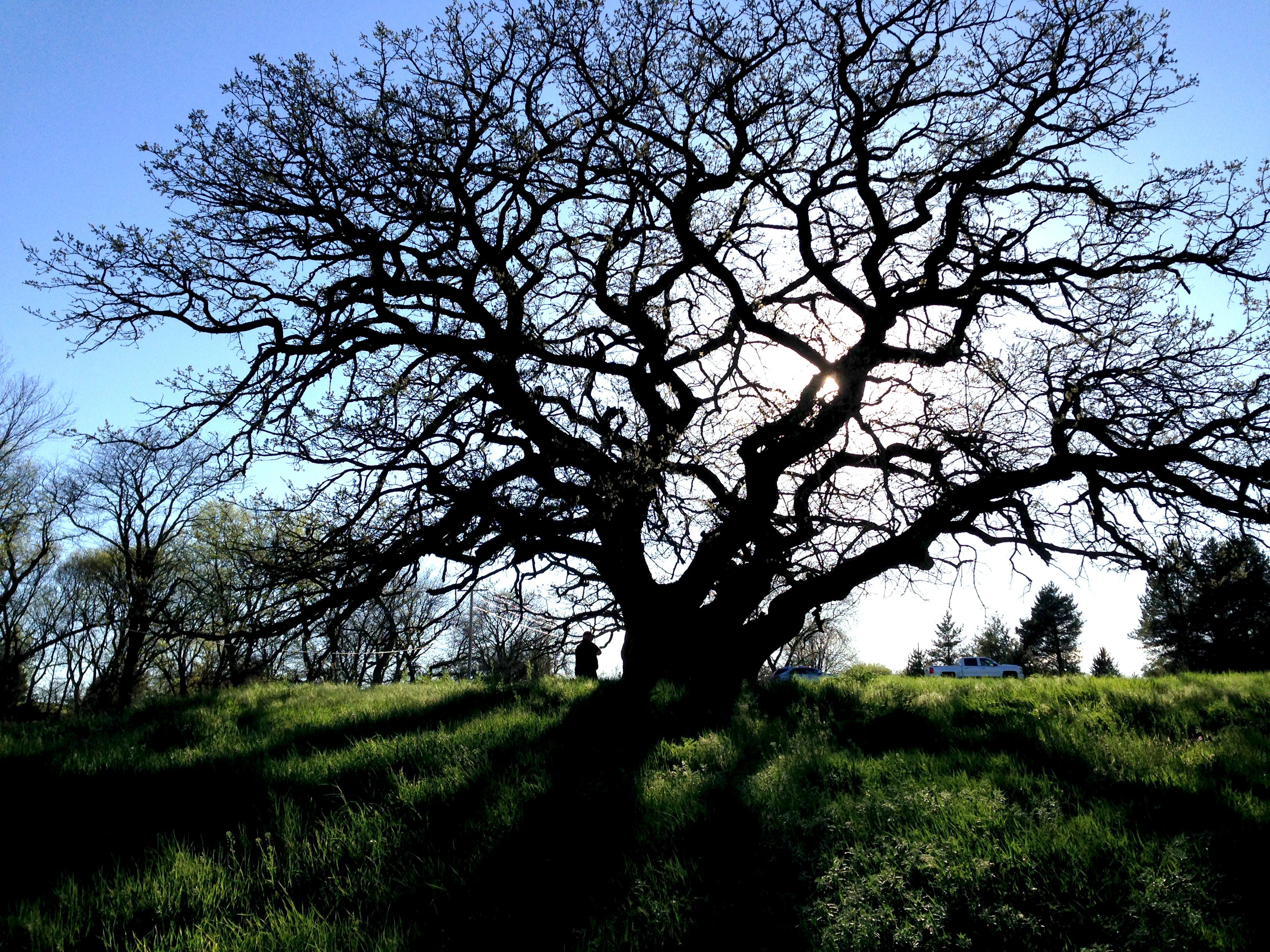 Bur oak at a cemetery. 