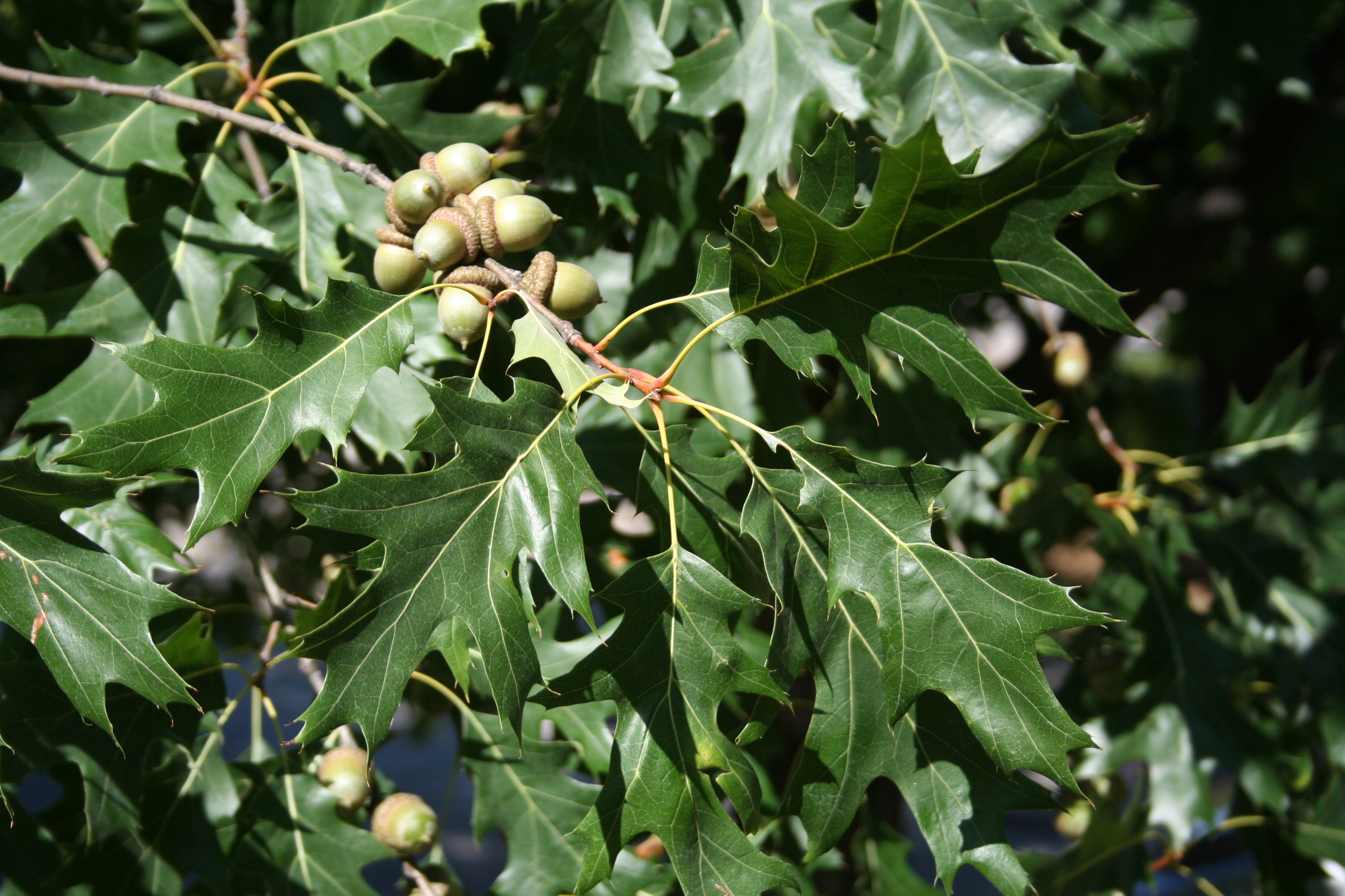 Closeup photograph of the red oak's acorns. 