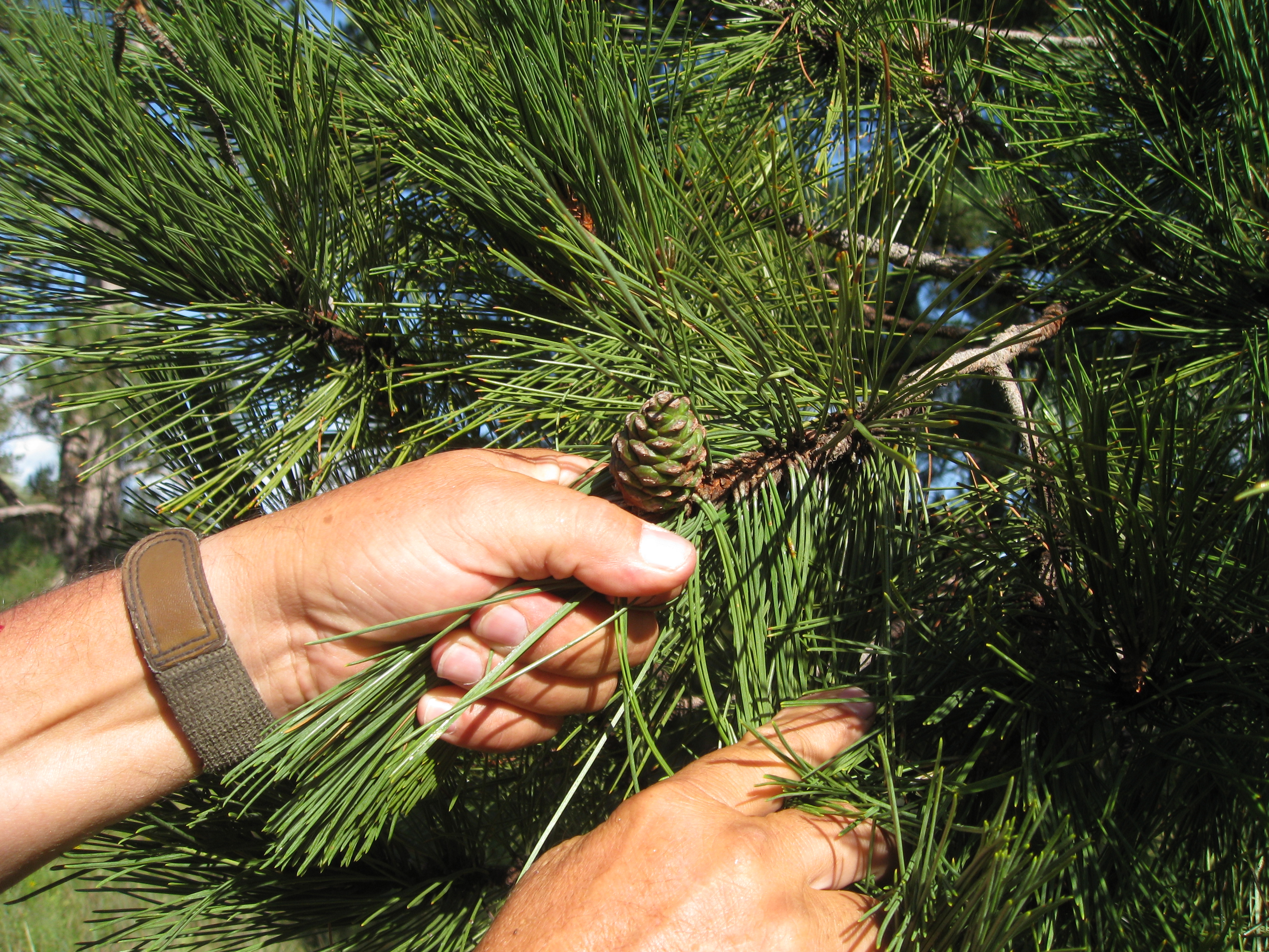 Closeup of pine needles 