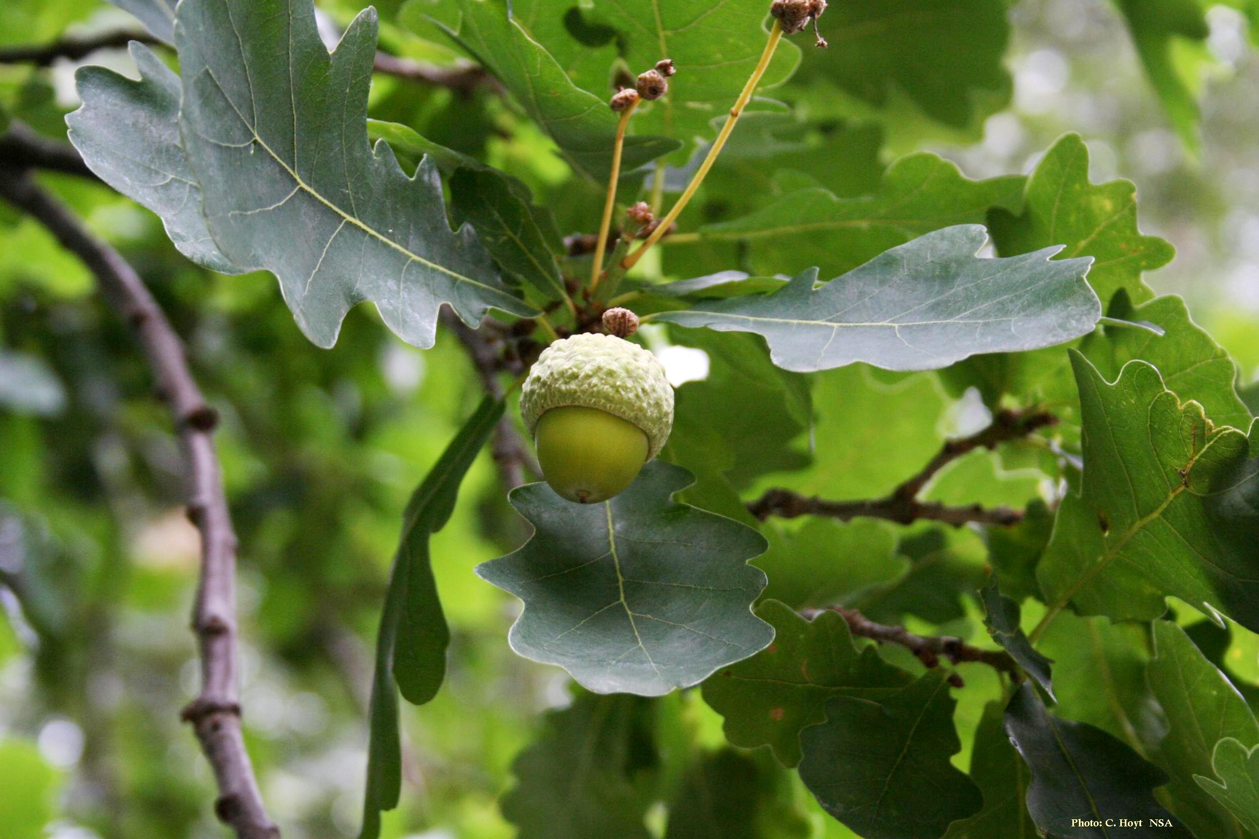 English oak seeds