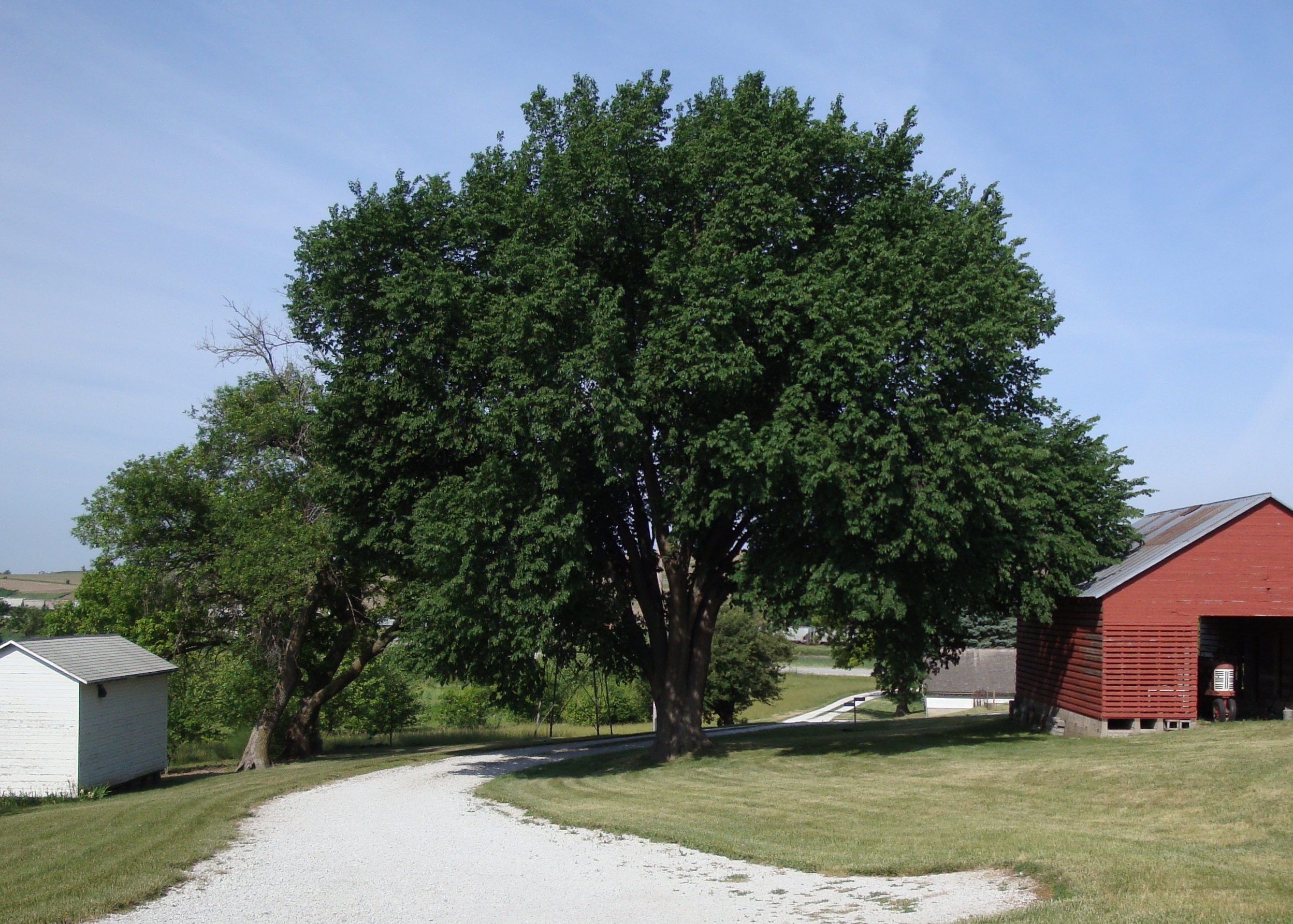 American elm tree shades a barn in rural Nebraska. 