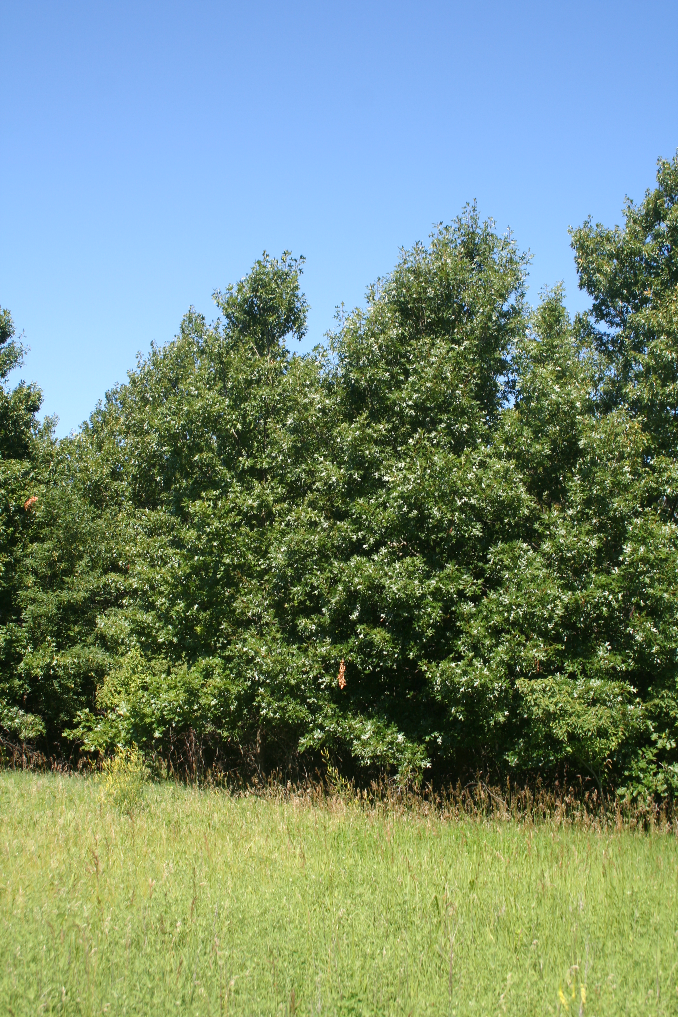 Black Oak trees