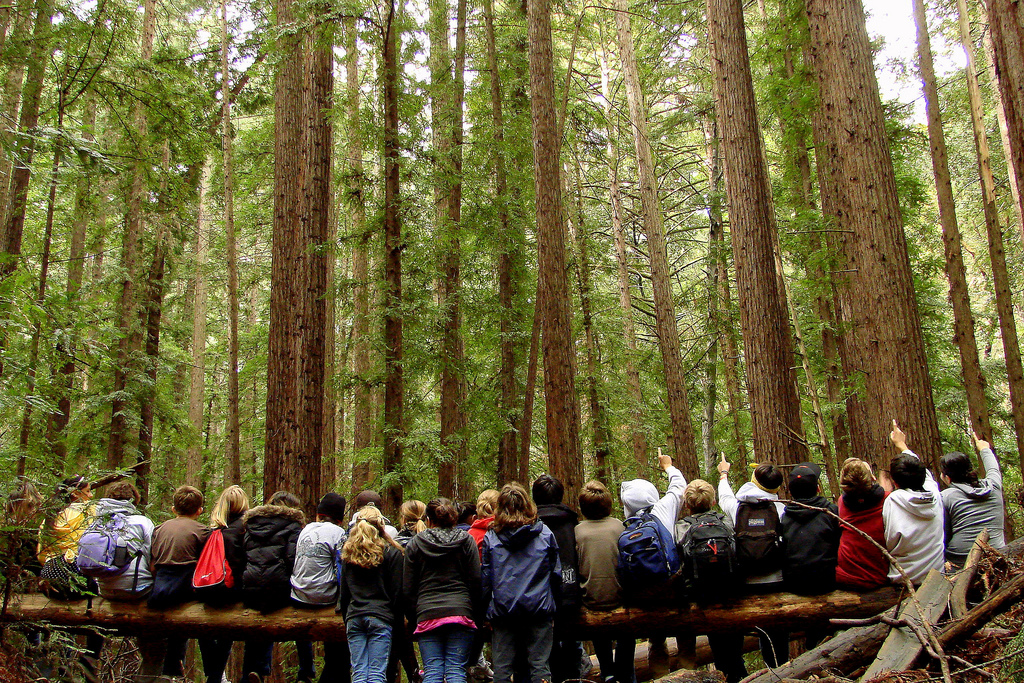 Children observe a row of trees