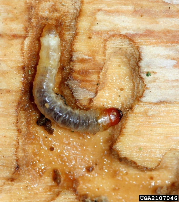 Ash/Lilac borer Larva