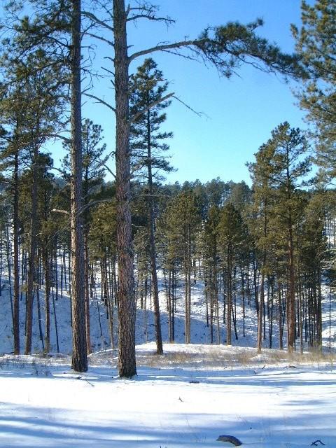 Ponderosa pine in the Pine Ridge