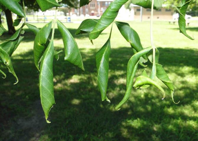 Picture of curled, cupped leaves of ash, possibly caused by growth regulator type herbicides