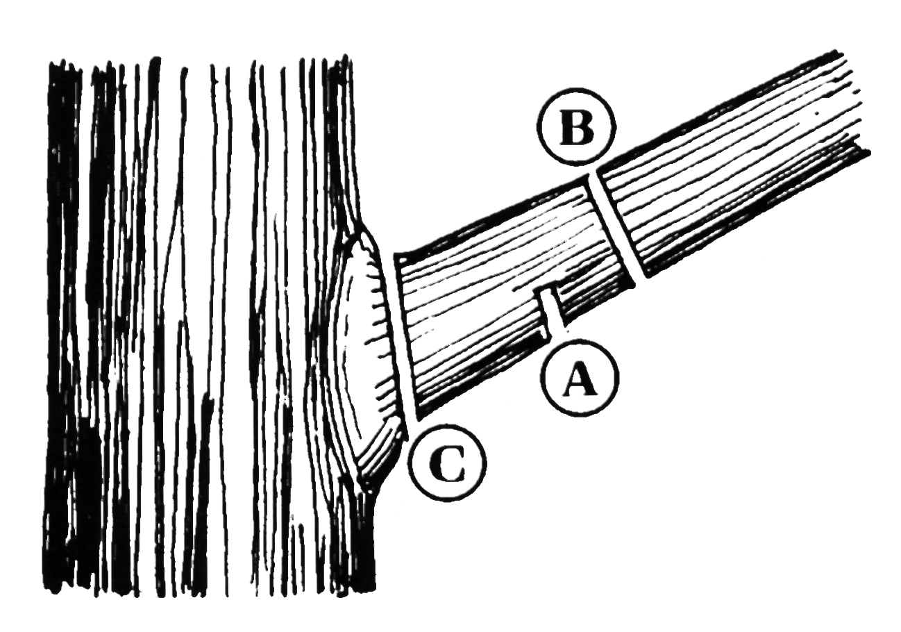 Diagram of how to prune a tree.