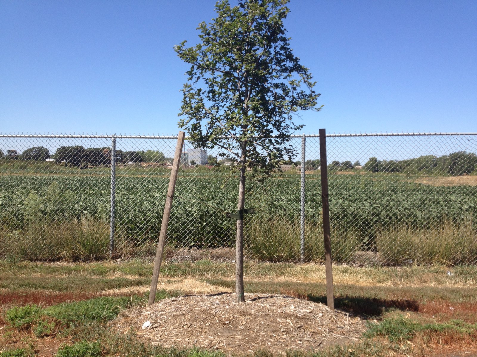 Newly planted tree with support staking.