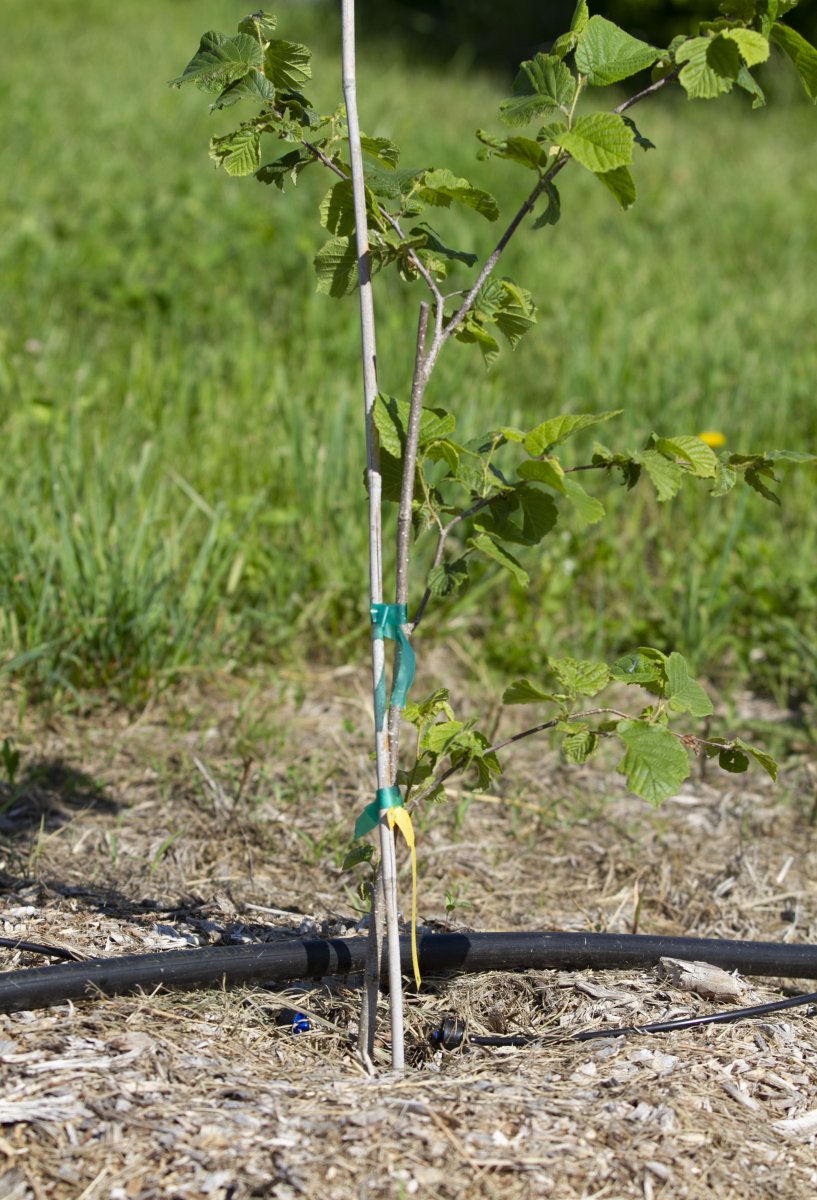 A sapling is staked, mulched, and watered with drip irrigiation.