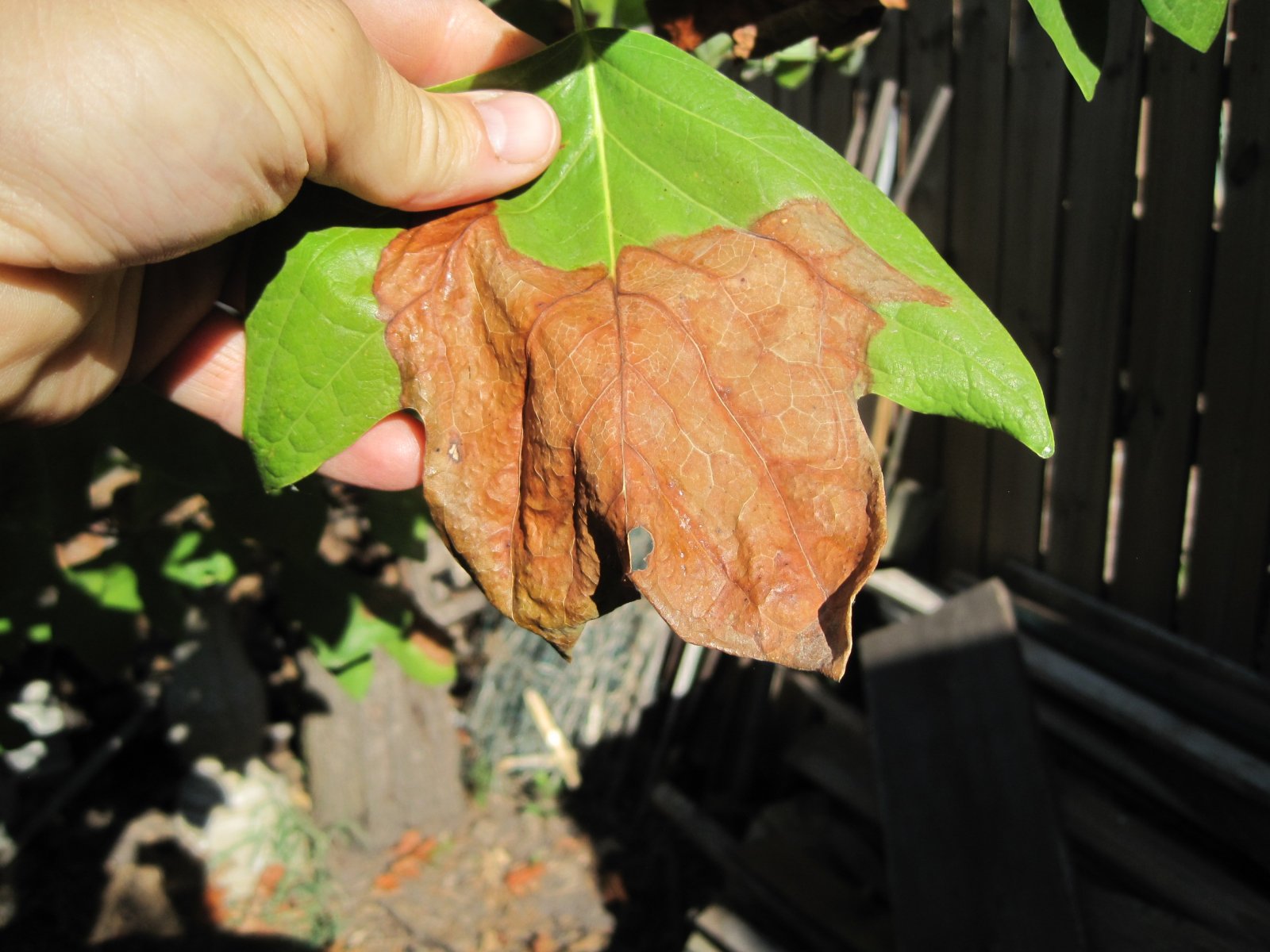 leaf tissue dying because of drought