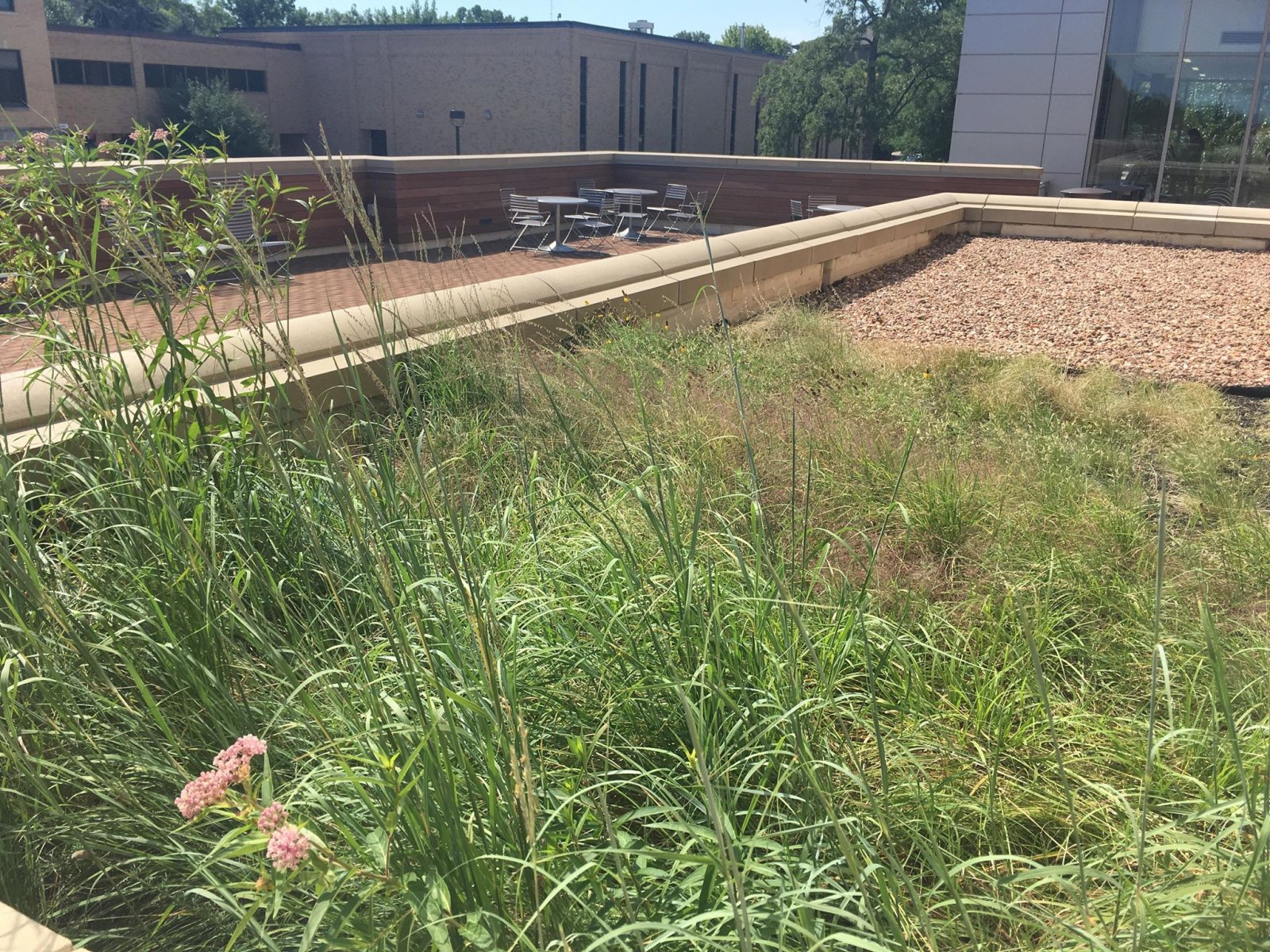 “Green roofs” are an increasingly popular practice that can accomplish a wide variety of jobs in the urban landscape.