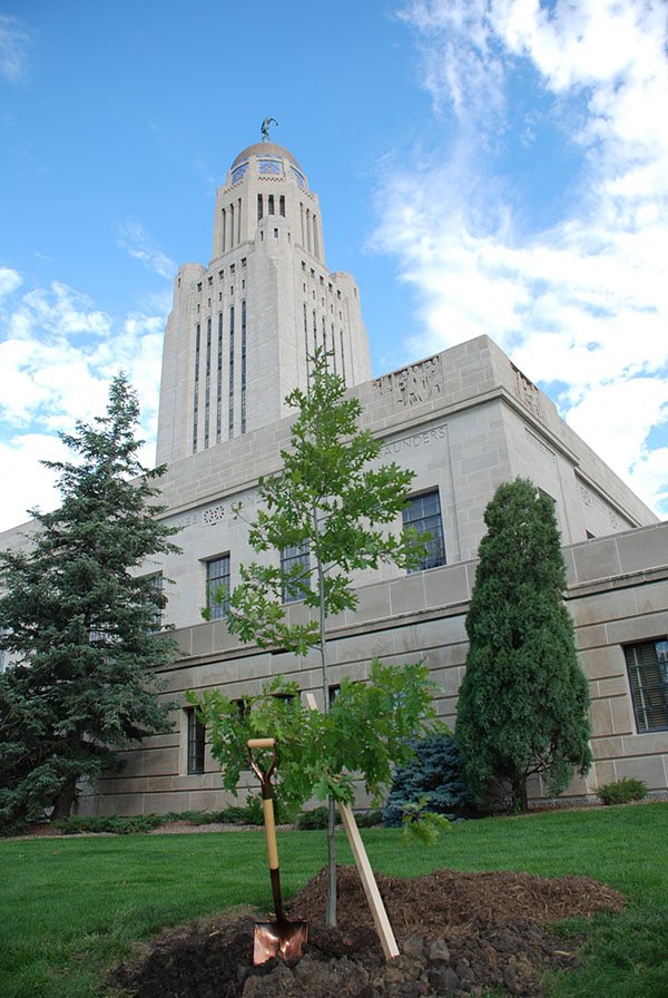 Picture of a tree planted at the Nebraska capitol building. 