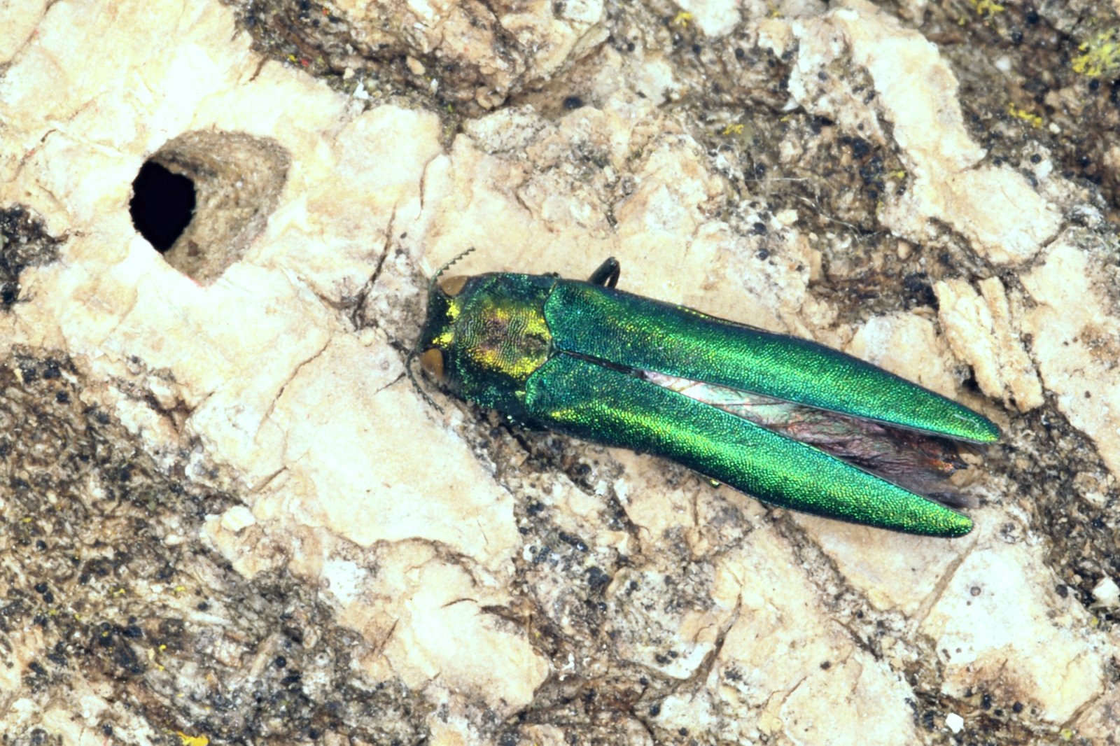 Adult EAB insect, closeup. 