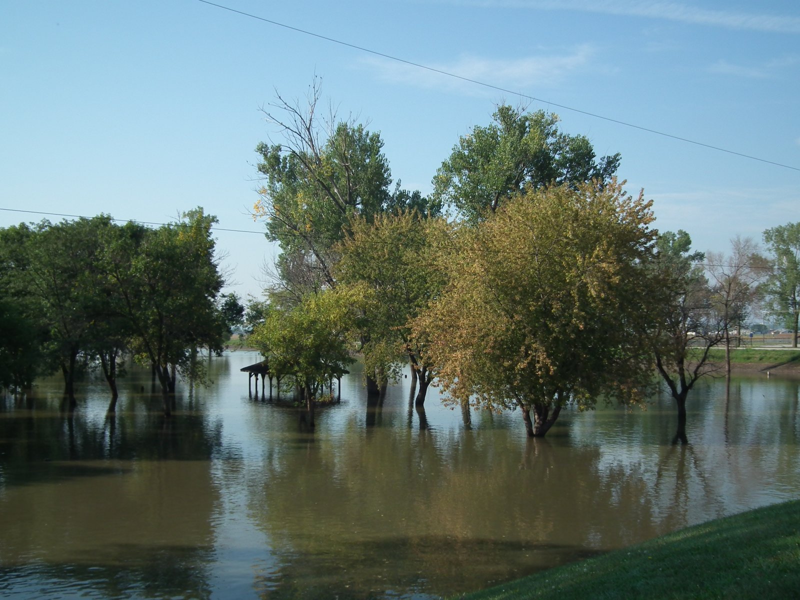 Flooded trees at Hayworth Park