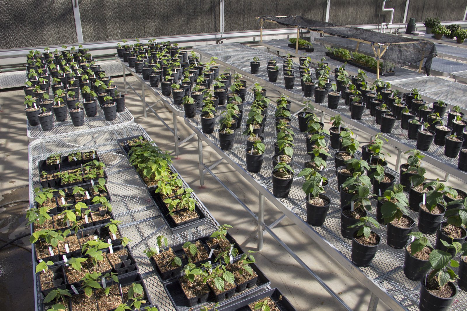 Various types of trees in a greenhouse