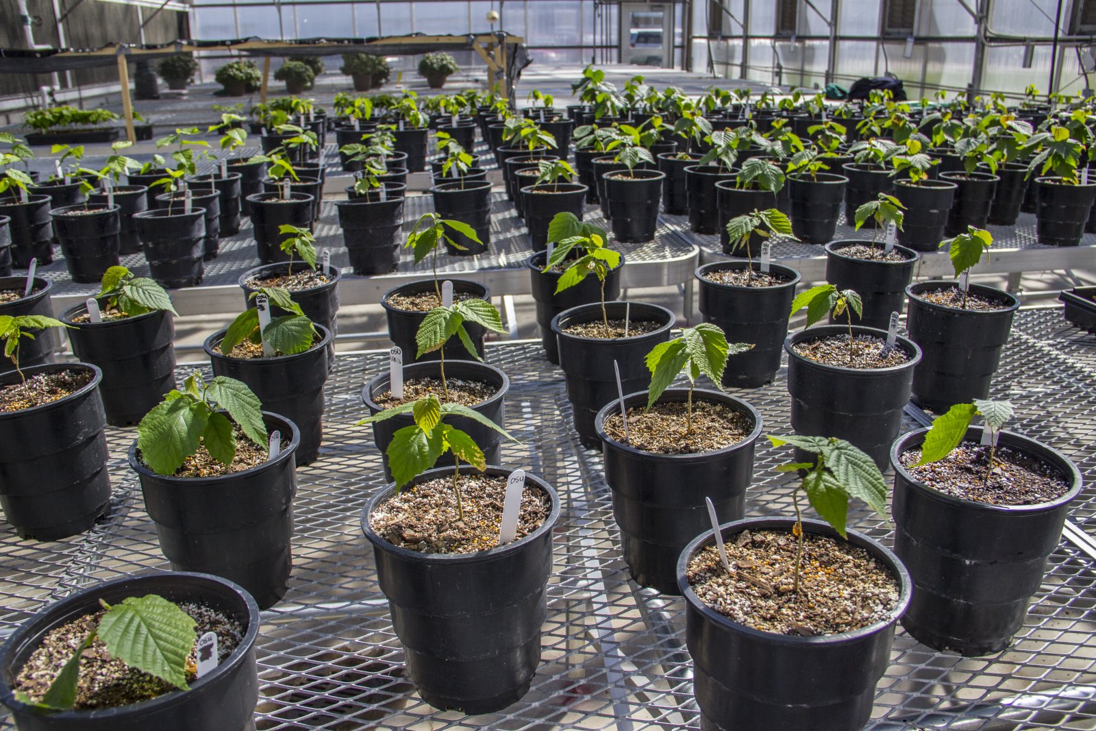 Plants inside of a greenhouse. 