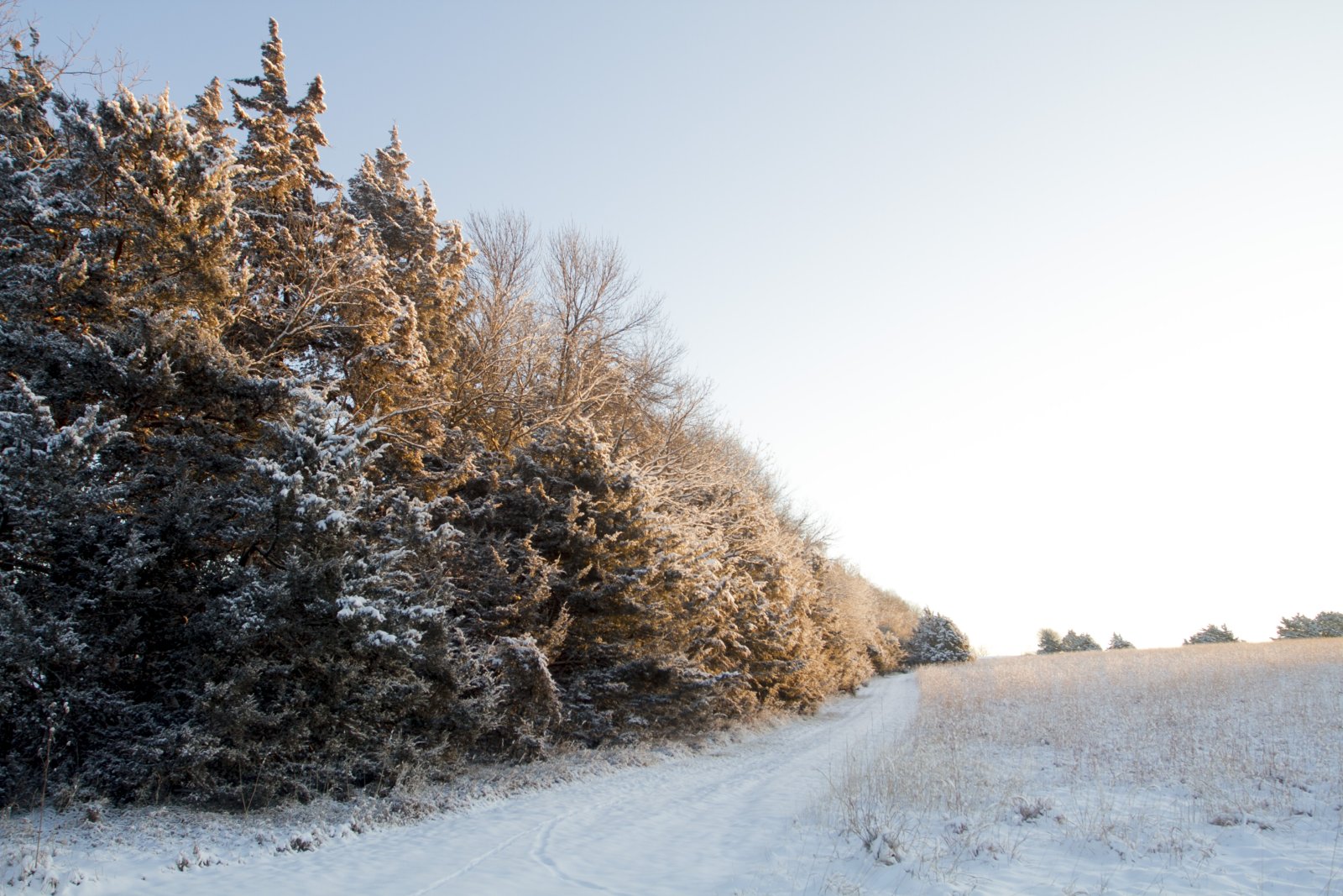 A windbreak helps deter blowing and drifting snow. 