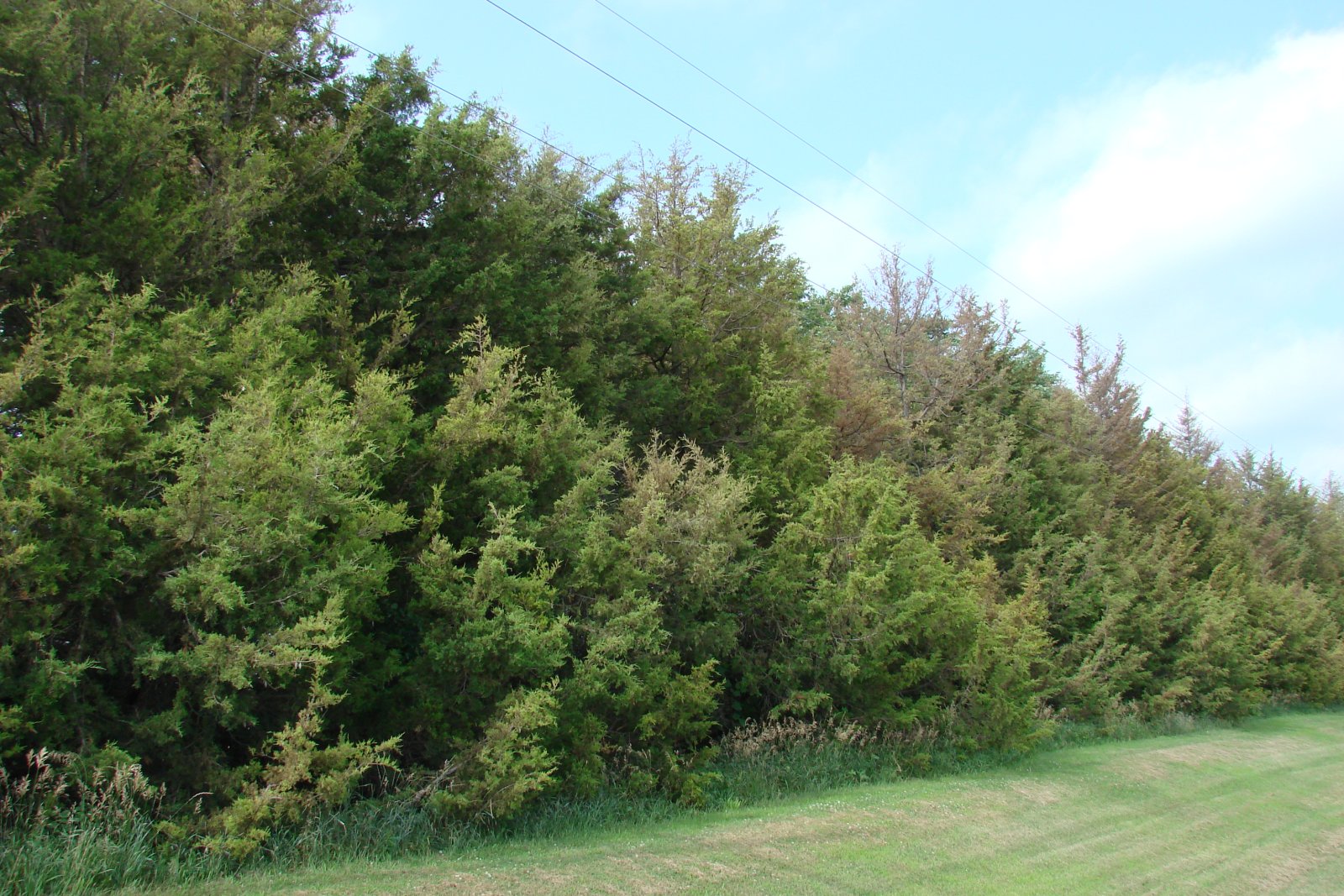 Windbreak near Roca, Nebraska 