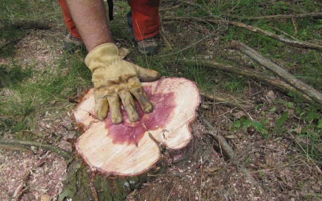 Logger holds hand next to Eastern Redcedar stump. 