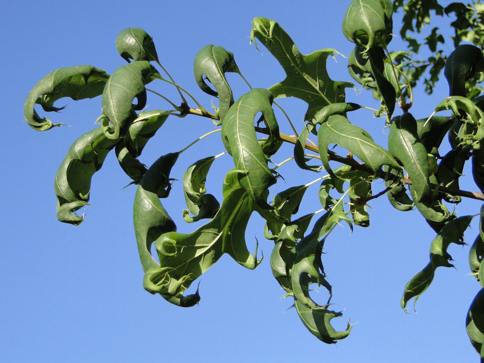 Leaf cupping of an oak tree. This is typical of dicambia or 2,4-D exposure. 