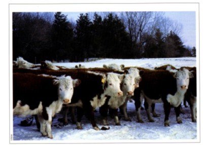 Photo of livestock gathered near a windbreak