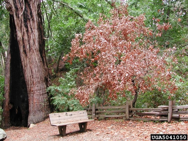 Oak tree in forest suffering from sudden oak death.