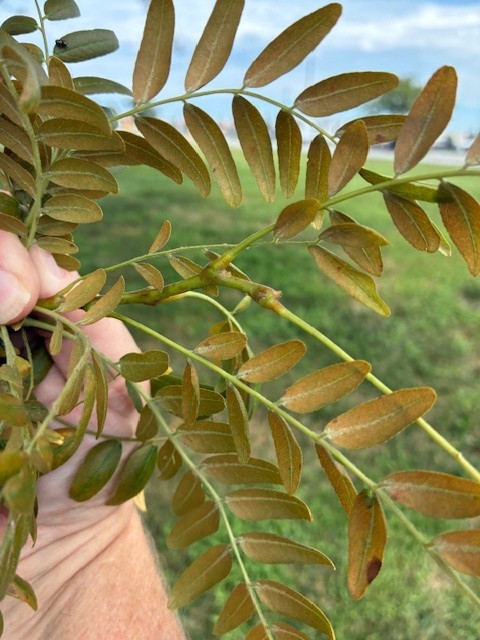 Brownish-green tree leaves held by a hand against a grassy outdoor background.