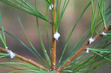 White cottony spots on a pine tree branch with green needles.