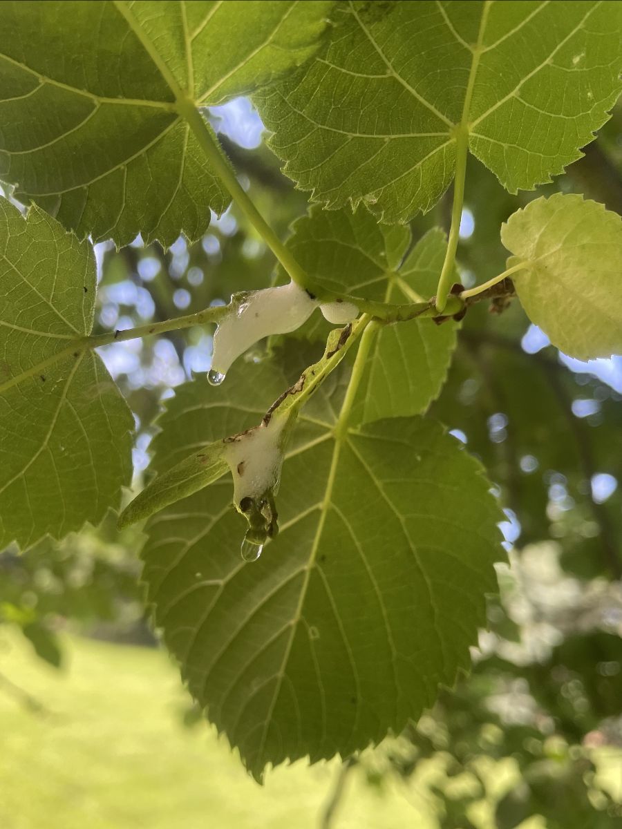 Foamy substance and water droplets on a tree branch with green leaves in sunlight.