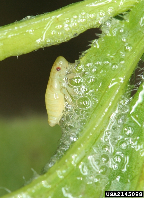 Small yellow insect on a green leaf covered in frothy bubbles.