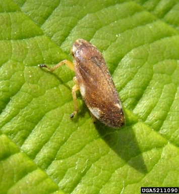 Brown insect with elongated body resting on bright green textured leaf.