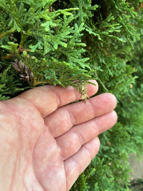 Hand gently holding green foliage with a small brown cocoon-like structure attached.