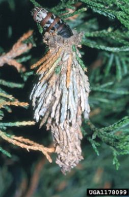 Bagworm cocoon hanging from a green evergreen branch.