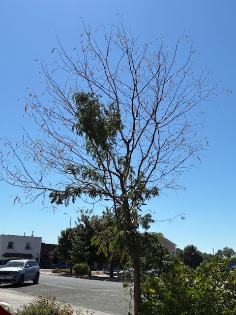 A tree with sparse leaves under a clear blue sky, cars and buildings in the background.