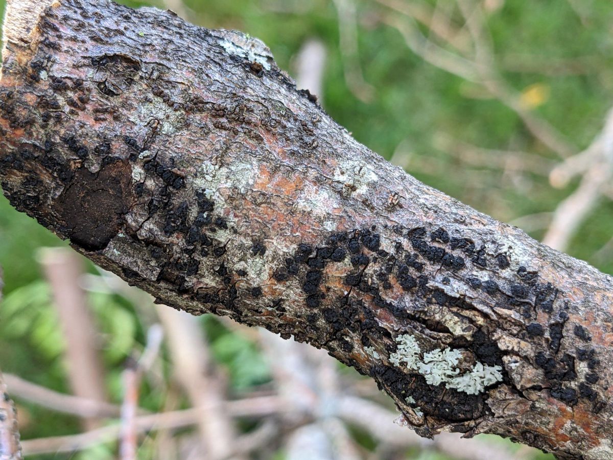 Tree branch with textured bark, black fungal growth, and patches of pale lichen against a green background.