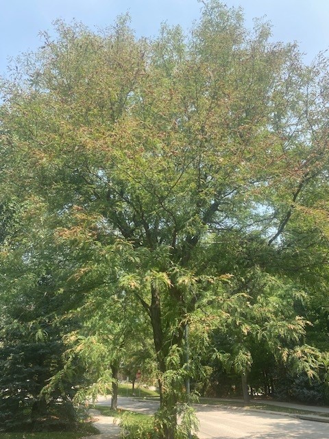 Tall green tree with sparse reddish leaves, standing by a sunlit curved pathway.